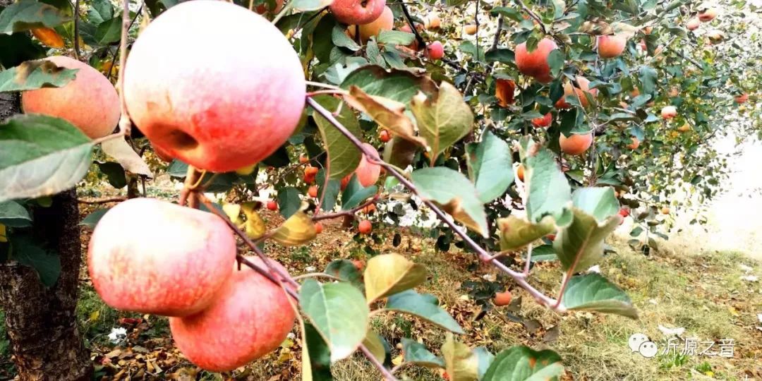 绿色生态富硒水果基地(水果示范基地)-硒宝网