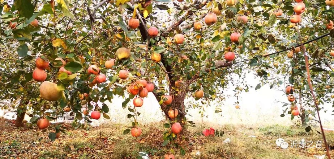 绿色生态富硒水果基地(水果示范基地)-硒宝网