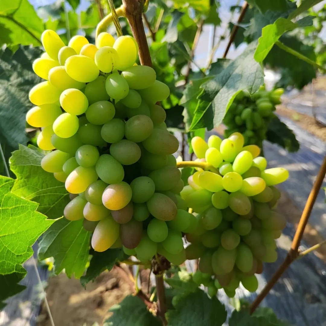 水果里富硒含量的标准(富硒水果的标准是多少)-硒宝网