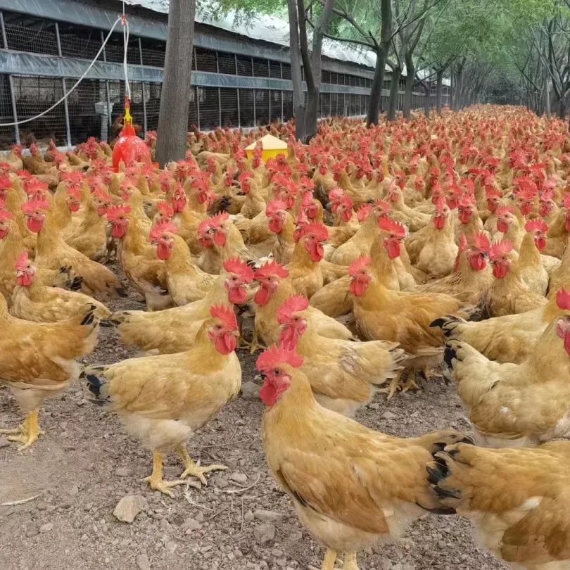 绿色生态富硒水果基地（水果产业基地）-硒宝网