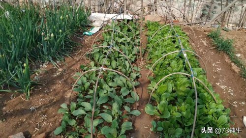 富硒最好的水果有哪些（水果富硒好有什么作用）-硒宝网