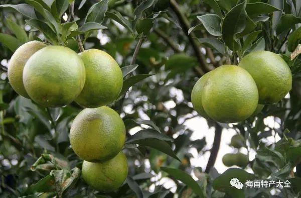 什么水果有富硒最多的（富硒的水果）-硒宝网
