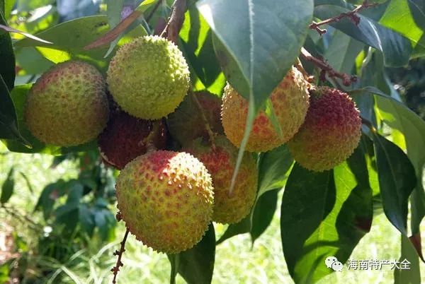 什么水果有富硒最多的（富硒的水果）-硒宝网