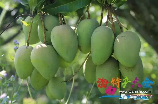 什么水果有富硒最多的（富硒的水果）-硒宝网