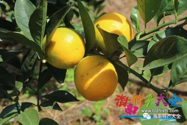 什么水果有富硒最多的（富硒的水果）-硒宝网