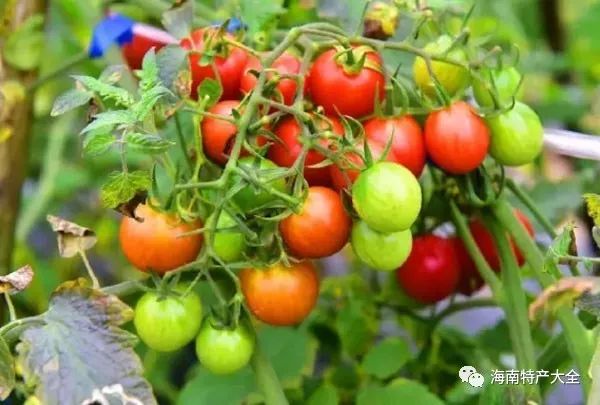 什么水果有富硒最多的（富硒的水果）-硒宝网