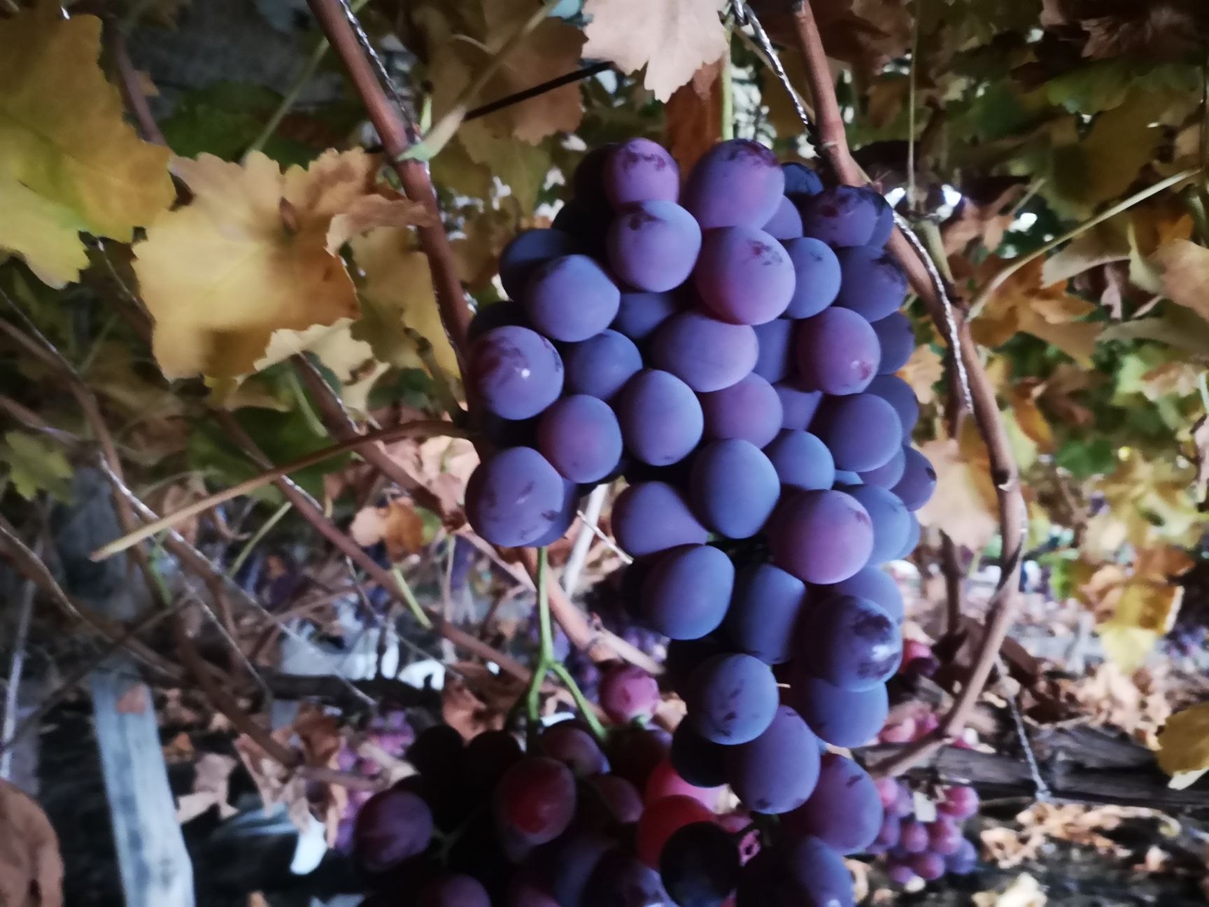 富硒水果哪里买的好种(富硒水果的标准是多少)-硒宝网