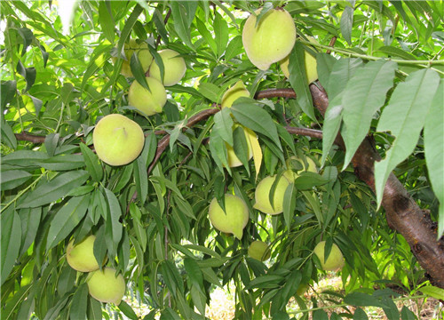 富硒情人果是什么水果(富硒情人果是什么水果)-硒宝网