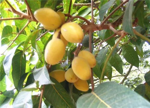 富硒情人果是什么水果(富硒情人果是什么水果)-硒宝网