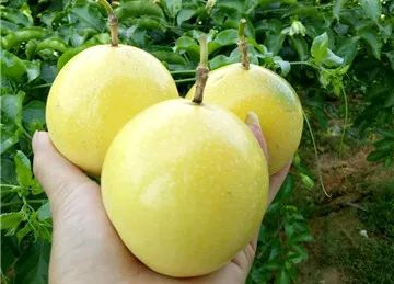 富硒情人果是什么水果(富硒情人果是什么水果)-硒宝网