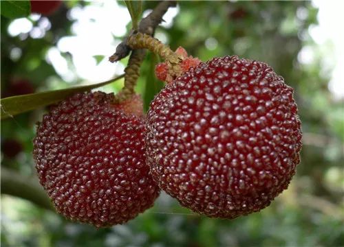 富硒情人果是什么水果(富硒情人果是什么水果)-硒宝网