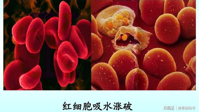 钠偏低怎么补（钠偏低补快有什么副作用）-硒宝网