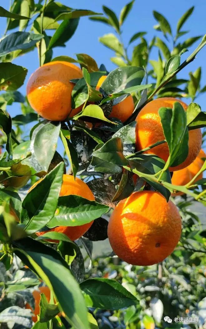 什么水果有富硒最多的（富硒类蔬菜水果）-硒宝网