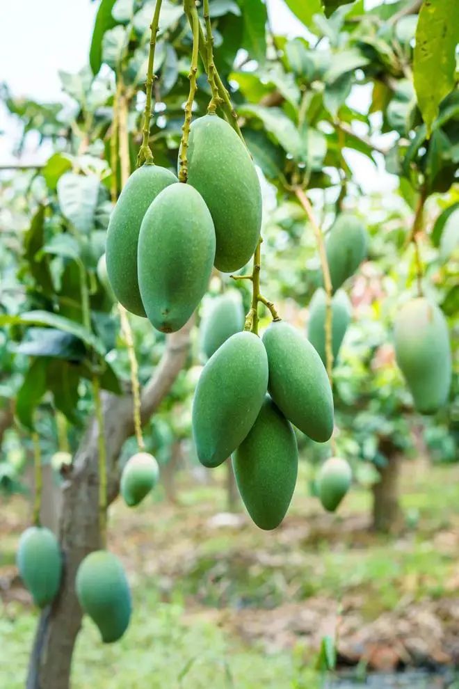 什么水果有富硒最多的（富硒类蔬菜水果）-硒宝网