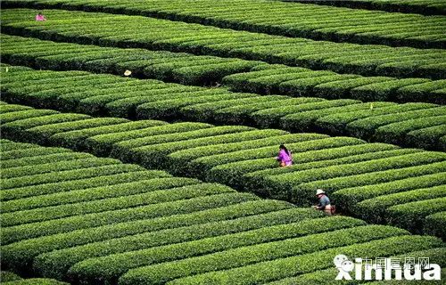水果含富硒是什么意思（含富硒的水果）-硒宝网
