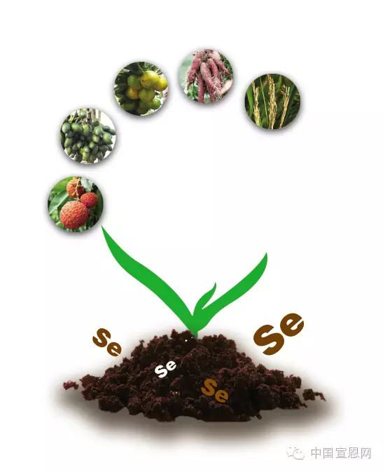 水果含富硒是什么意思（含富硒的水果）-硒宝网