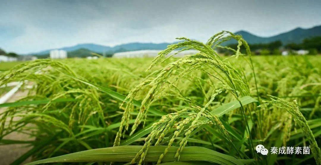 富硒肥料中出来的水果(富硒的肥料)-硒宝网