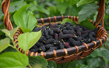 有富硒的水果吗有哪些(水果富硒标准)-硒宝网