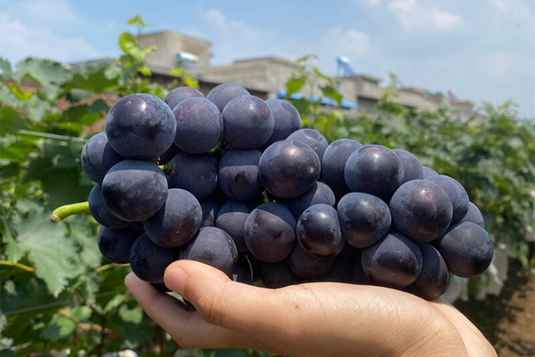 碱性富硒水果有哪几种（碱性水果种富硒有哪些品种）-硒宝网