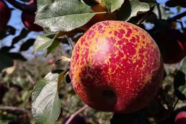 碱性富硒水果有哪几种（碱性水果种富硒有哪些品种）-硒宝网