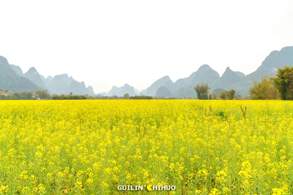 富硒果是什么样的水果(富硒水果百科)-硒宝网