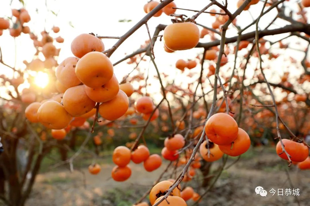 富硒果是什么样的水果(富硒水果百科)-硒宝网