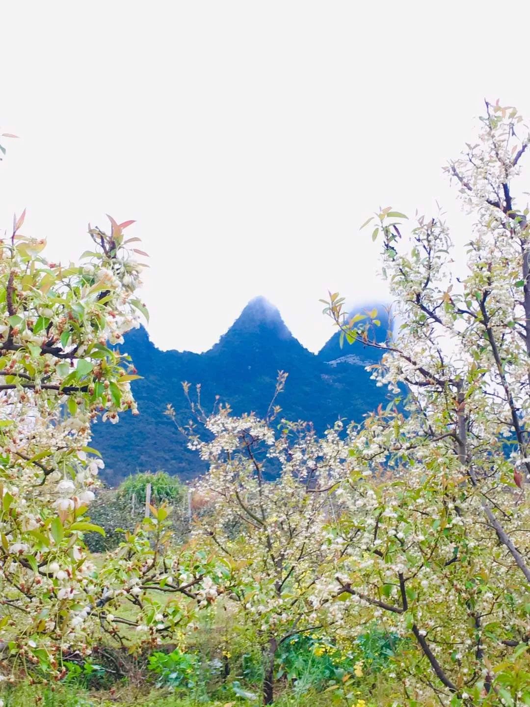 富硒果是什么样的水果(富硒水果百科)-硒宝网