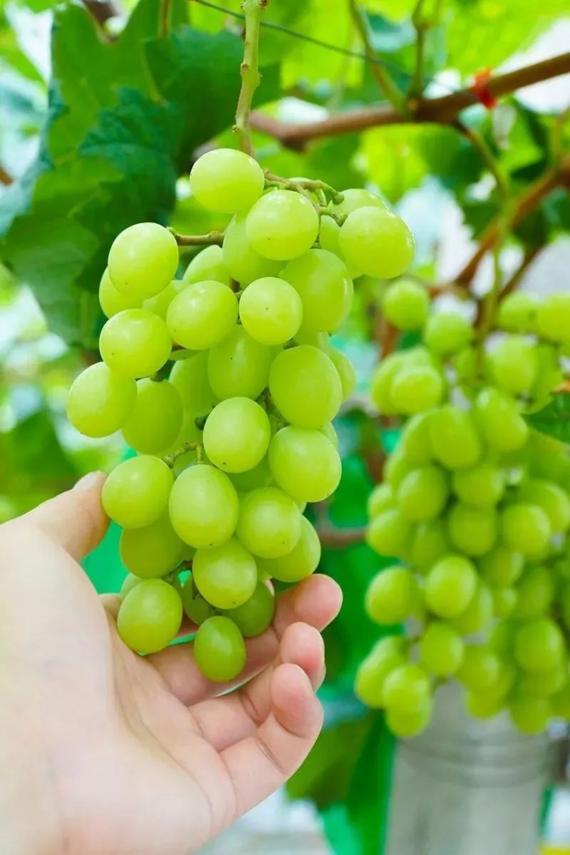 富硒果是什么样的水果(富硒水果百科)-硒宝网