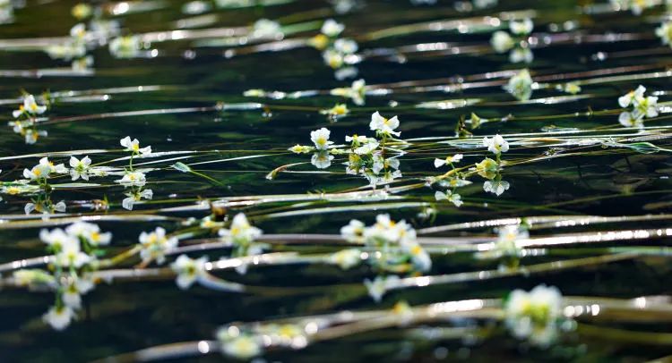富硒果是什么样的水果(富硒水果百科)-硒宝网