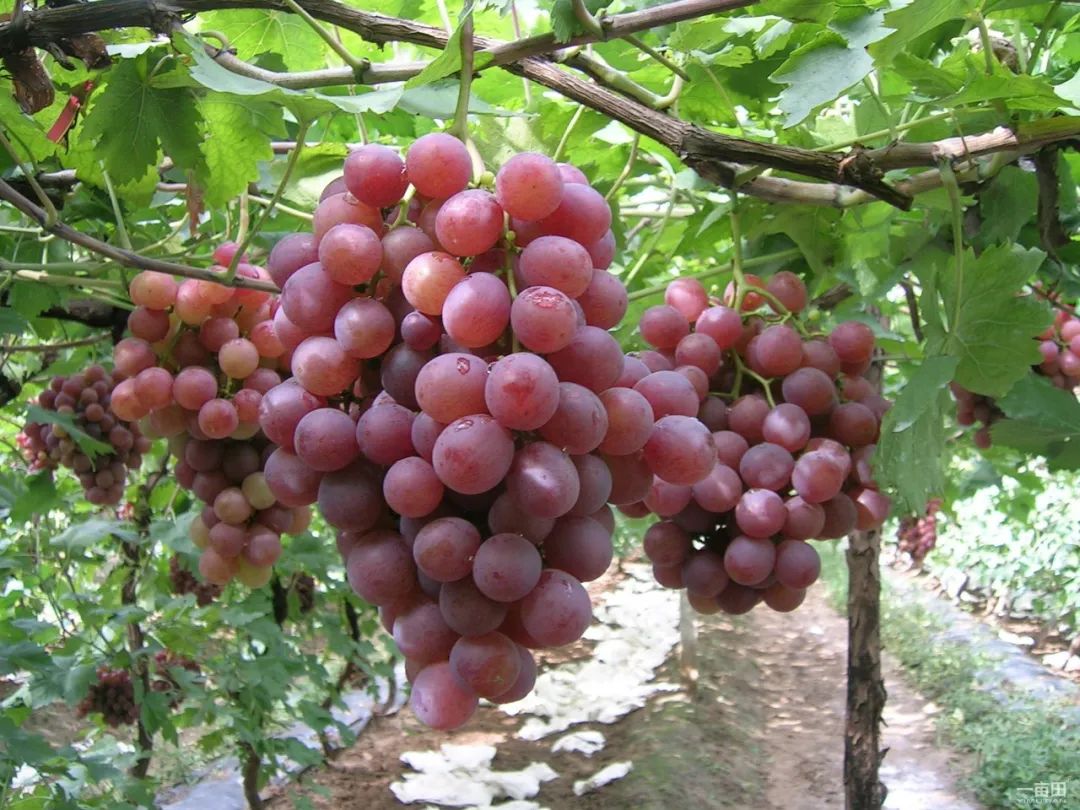 富硒果是什么样的水果(富硒水果百科)-硒宝网