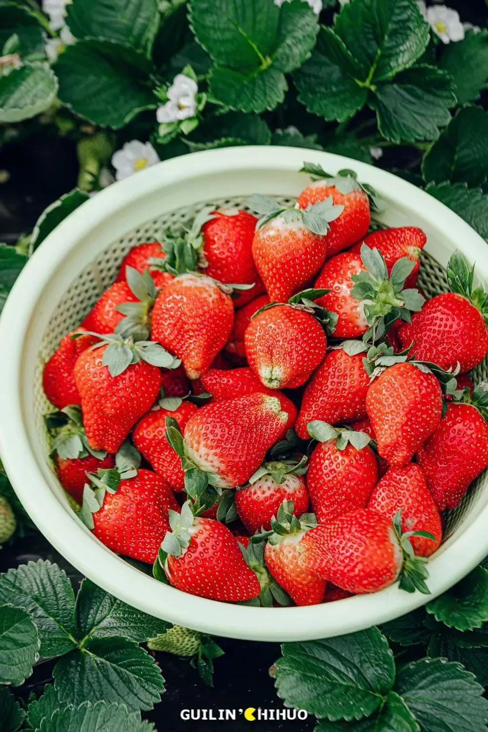 富硒果是什么样的水果(富硒水果百科)-硒宝网