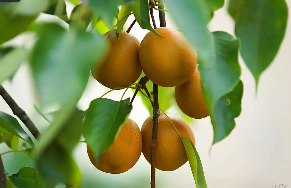 富硒果是什么样的水果(富硒水果百科)-硒宝网