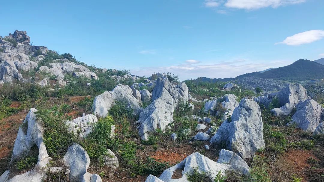 富硒果是什么样的水果(富硒水果百科)-硒宝网