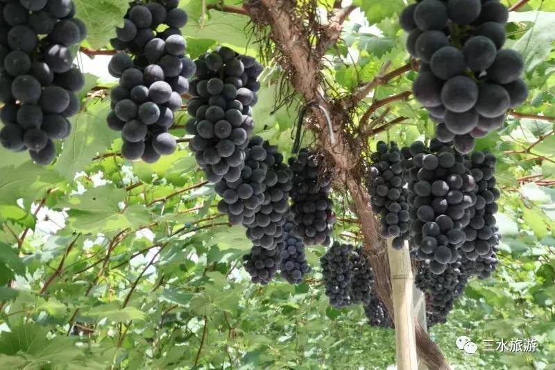 富硒果到底是什么水果（富硒水果标准）-硒宝网