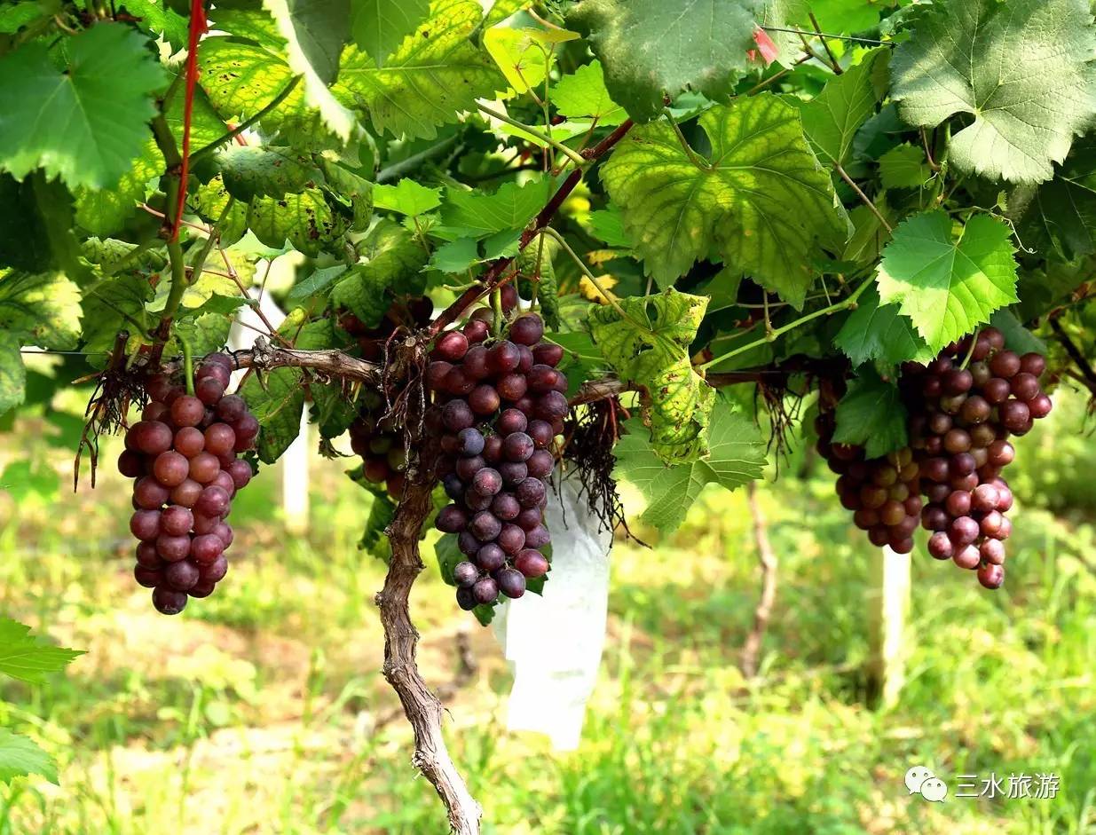 富硒果到底是什么水果（富硒水果标准）-硒宝网