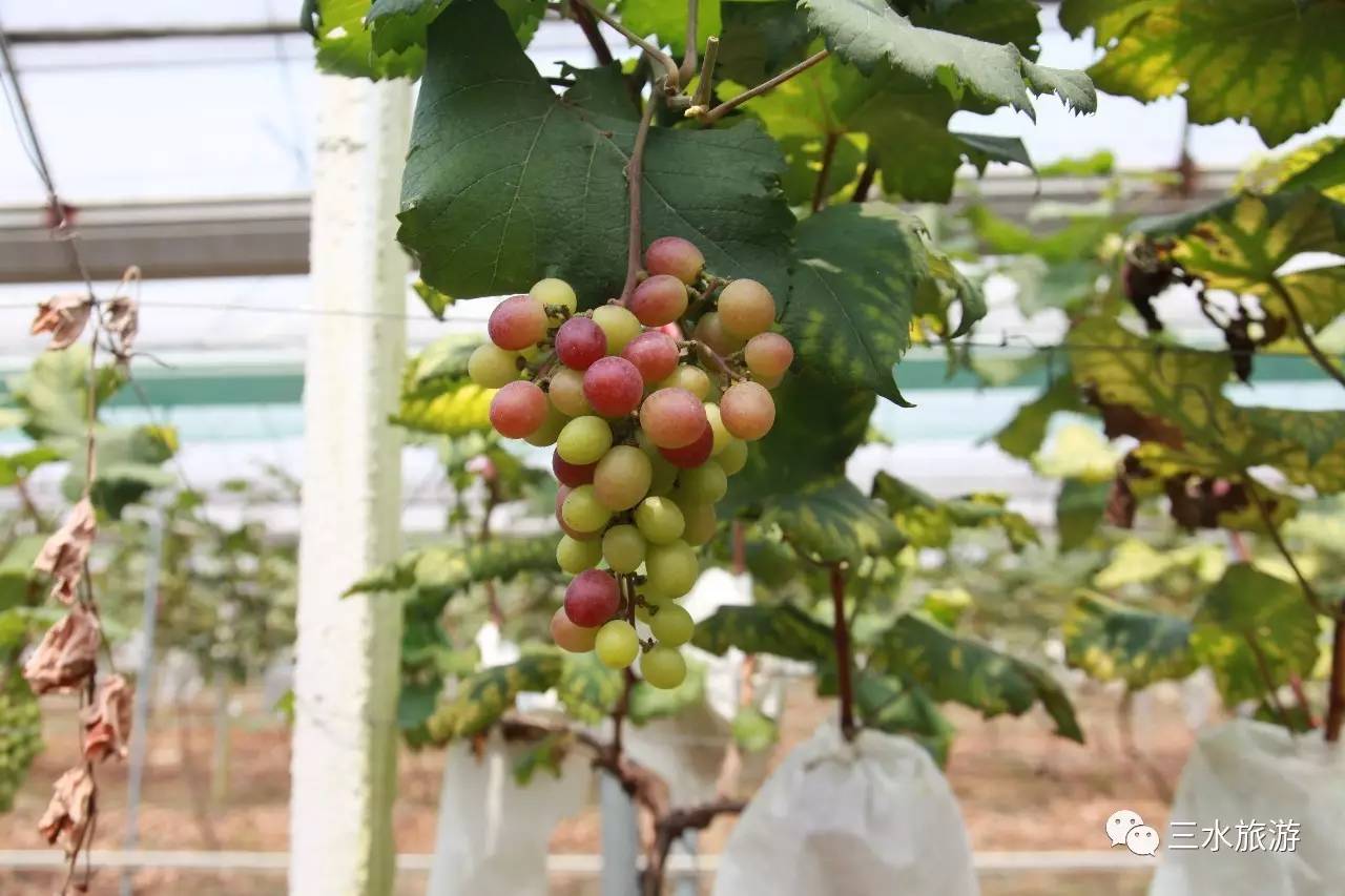 富硒果到底是什么水果（富硒水果标准）-硒宝网