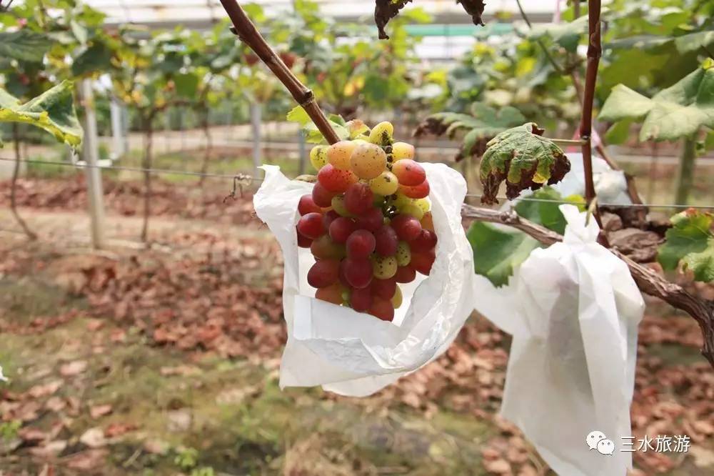 富硒果到底是什么水果（富硒水果标准）-硒宝网