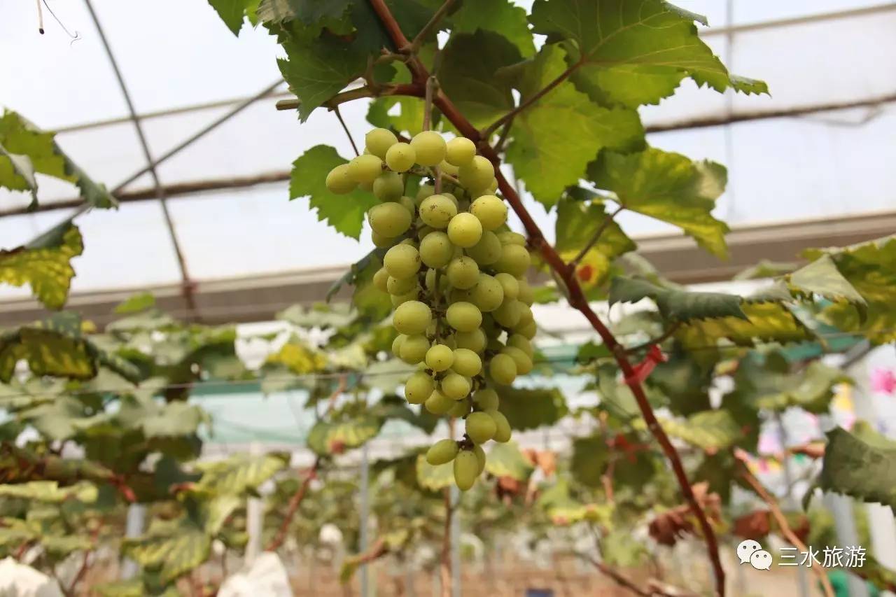 富硒果到底是什么水果（富硒水果标准）-硒宝网