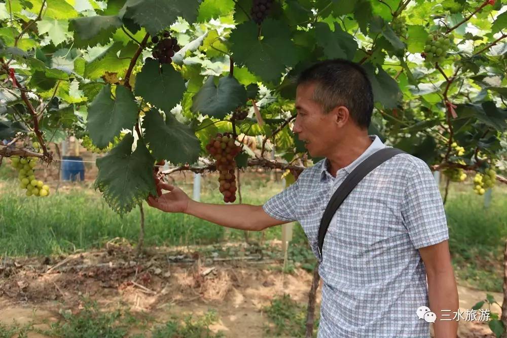 富硒果到底是什么水果（富硒水果标准）-硒宝网