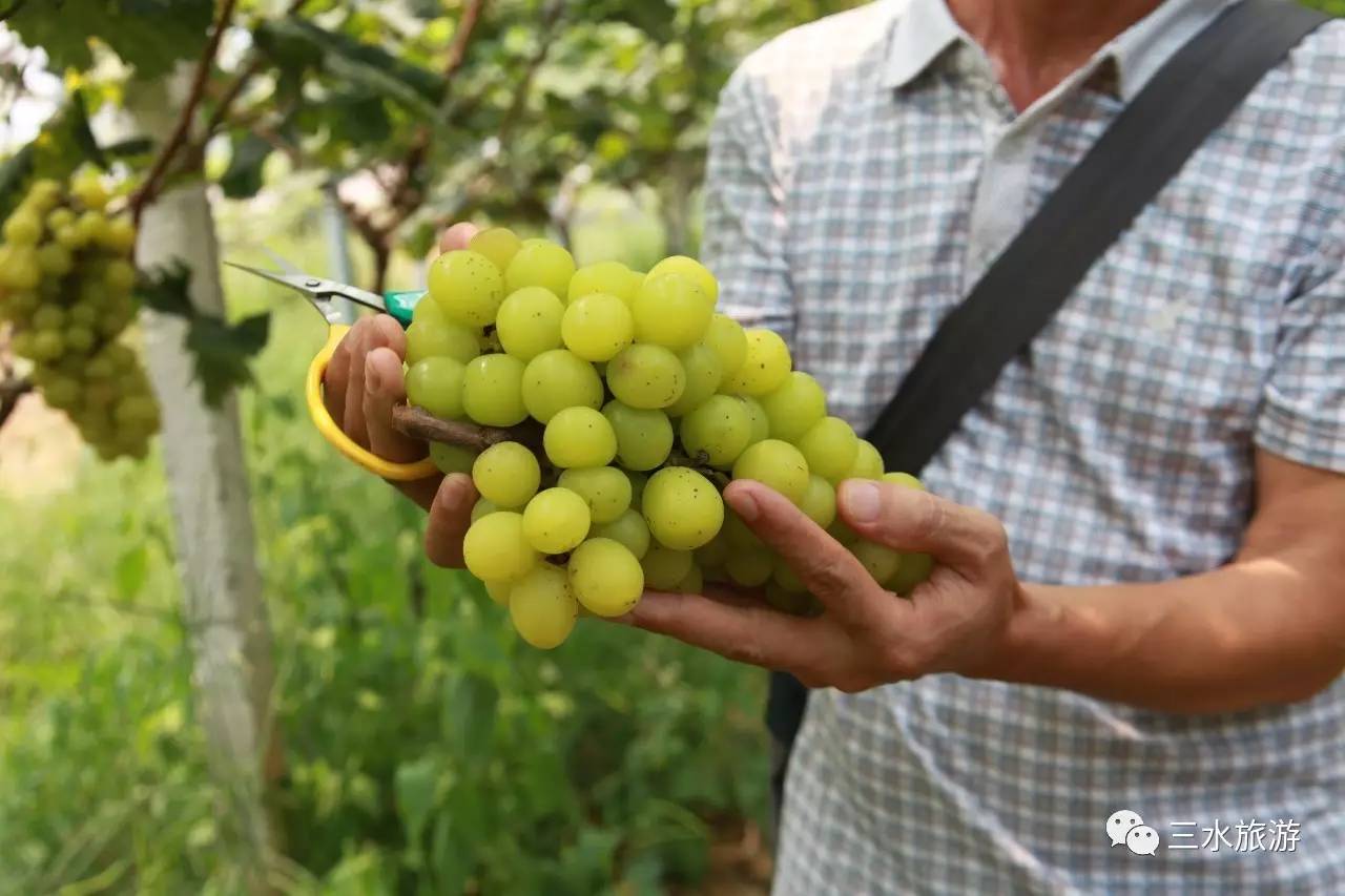 富硒果到底是什么水果（富硒水果标准）-硒宝网