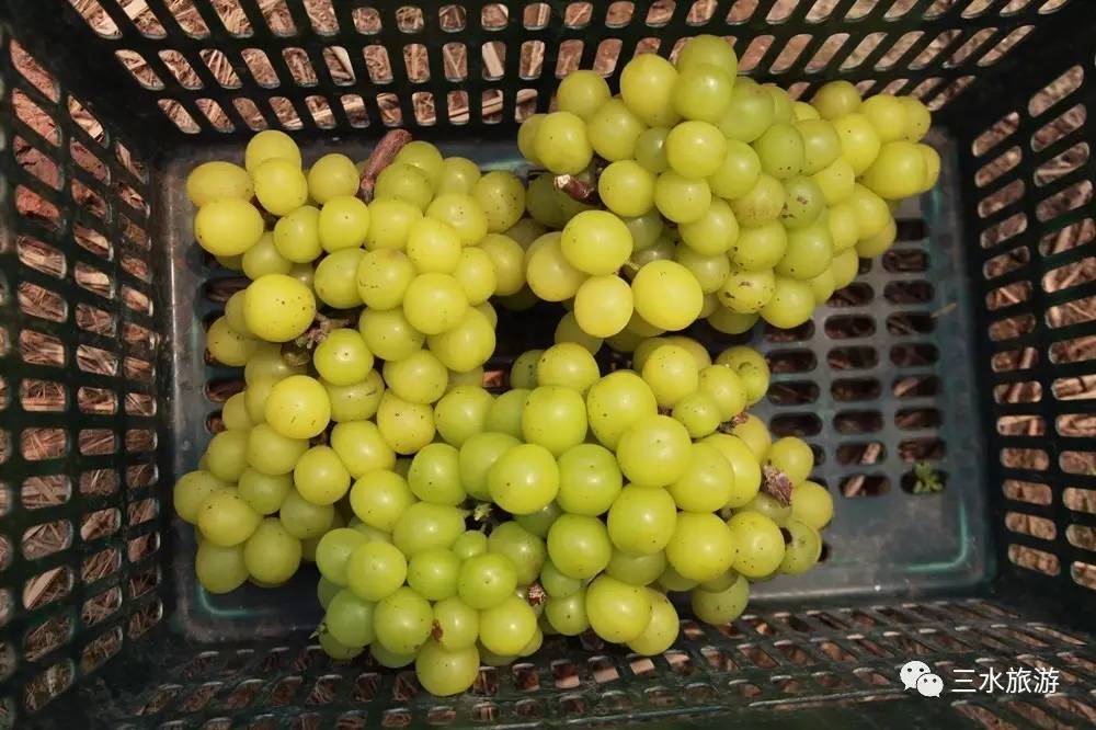 富硒果到底是什么水果（富硒水果标准）-硒宝网