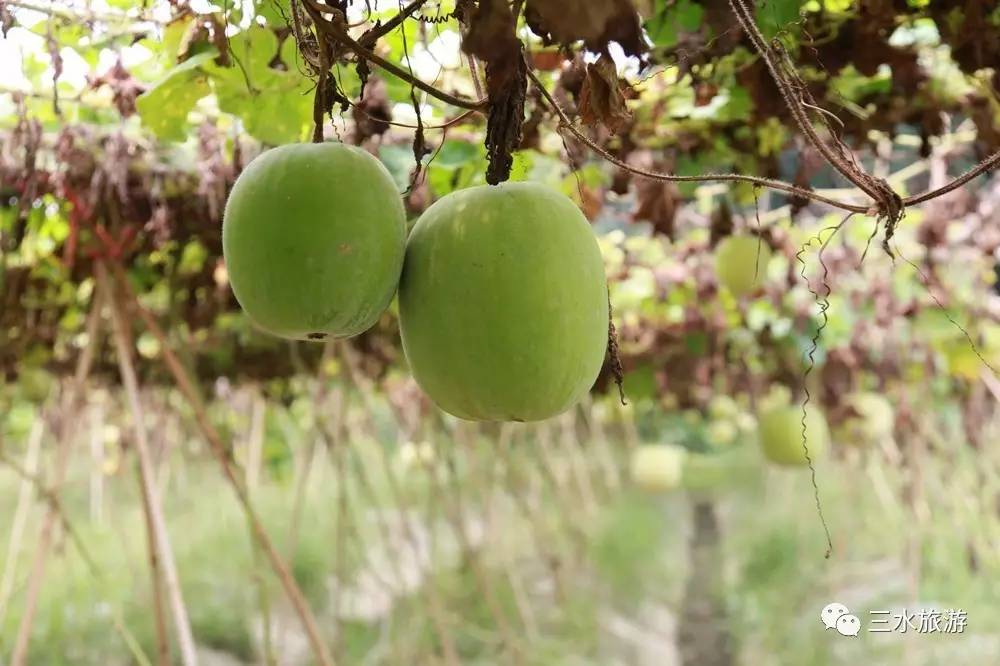 富硒果到底是什么水果（富硒水果标准）-硒宝网