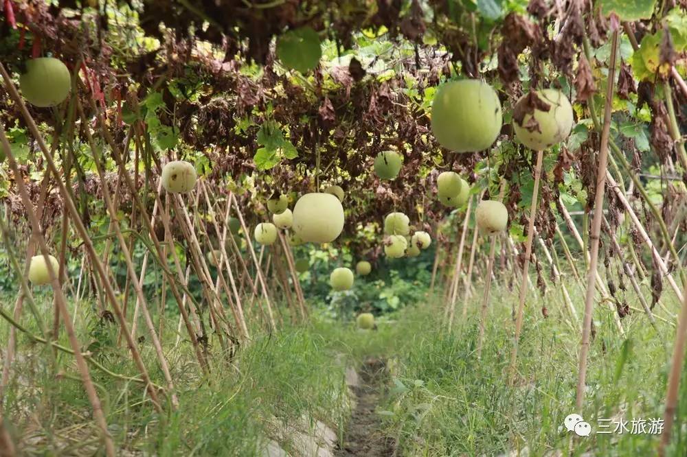 富硒果到底是什么水果（富硒水果标准）-硒宝网