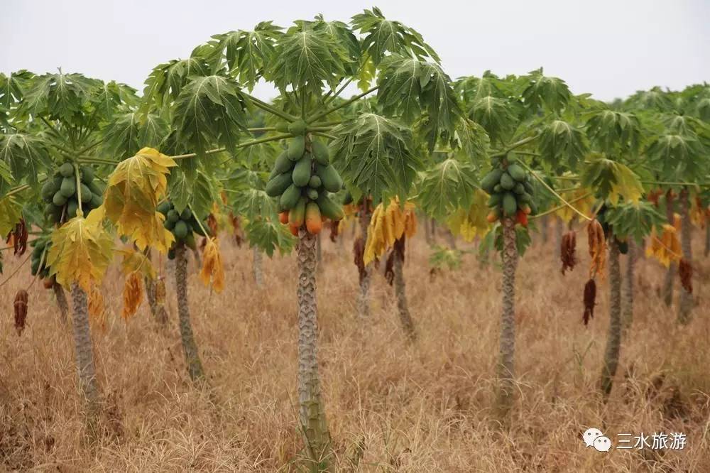 富硒果到底是什么水果（富硒水果标准）-硒宝网