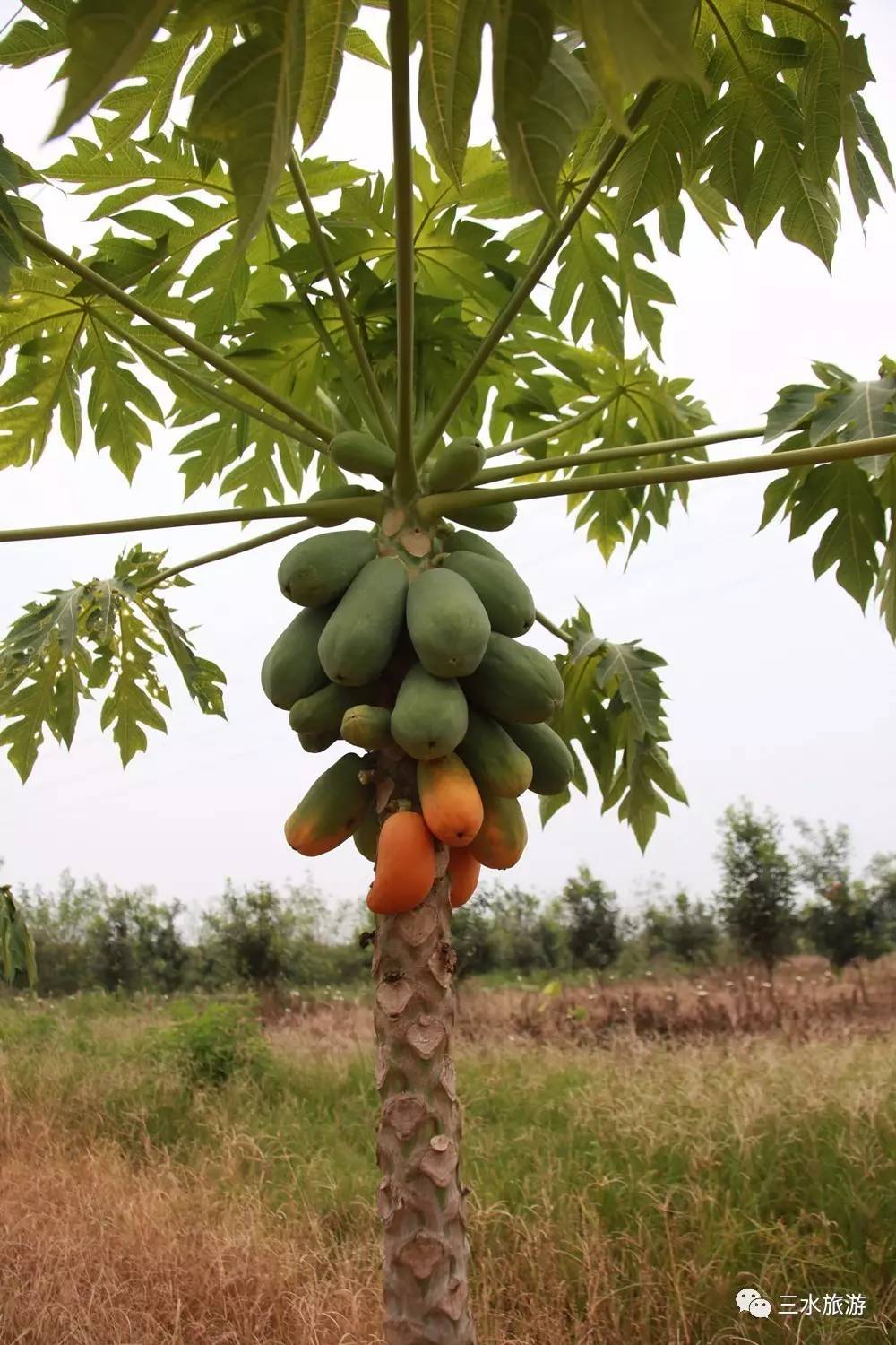 富硒果到底是什么水果（富硒水果标准）-硒宝网