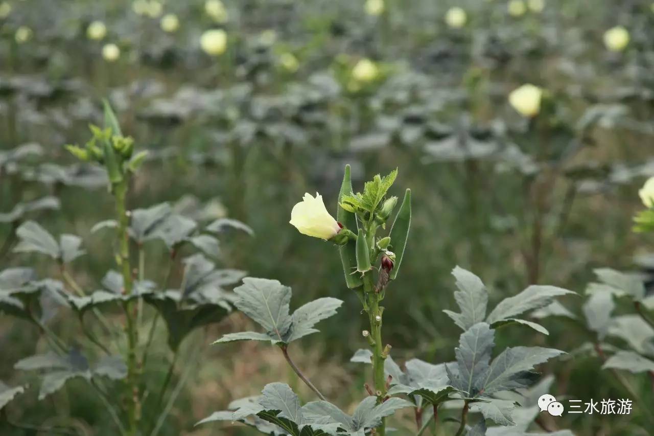 富硒果到底是什么水果（富硒水果标准）-硒宝网
