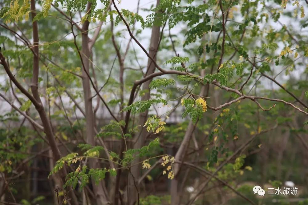 富硒果到底是什么水果（富硒水果标准）-硒宝网