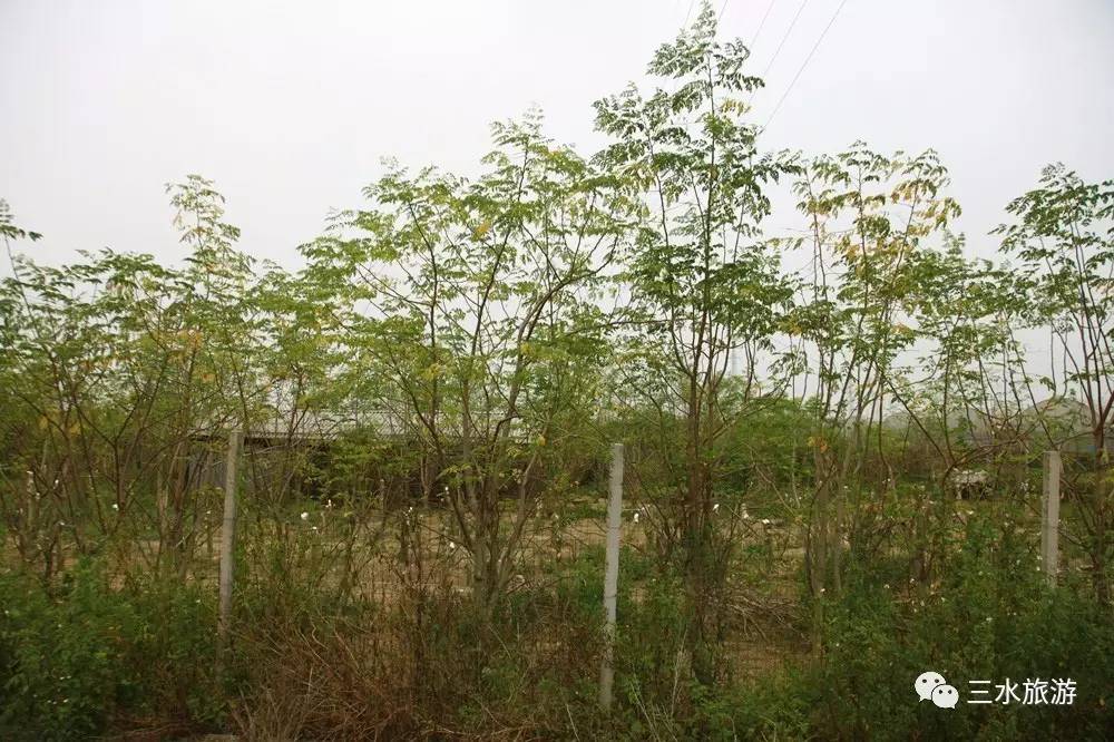 富硒果到底是什么水果（富硒水果标准）-硒宝网