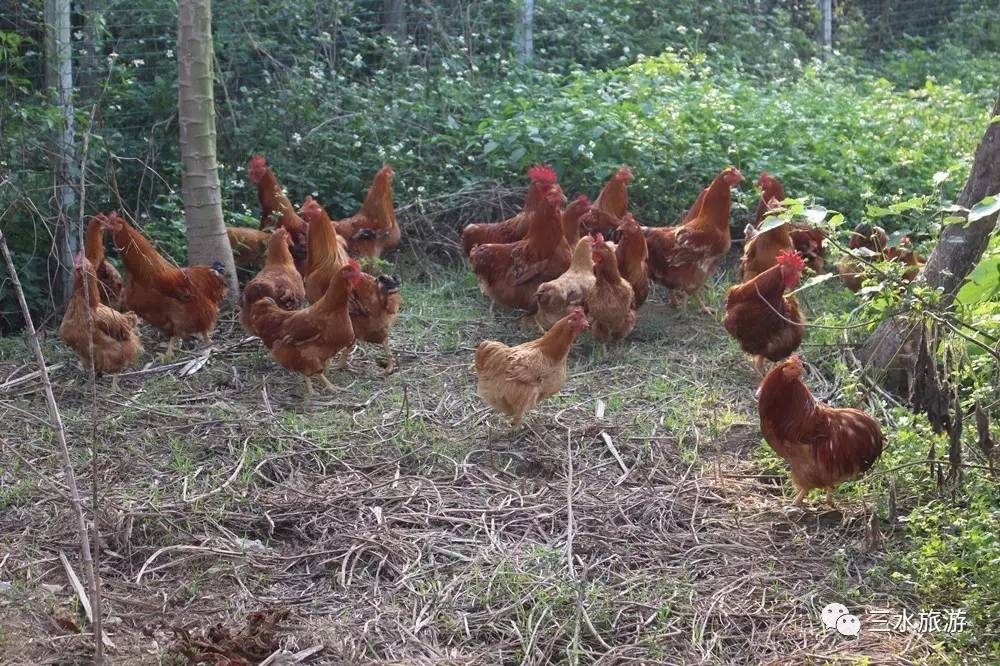 富硒果到底是什么水果（富硒水果标准）-硒宝网