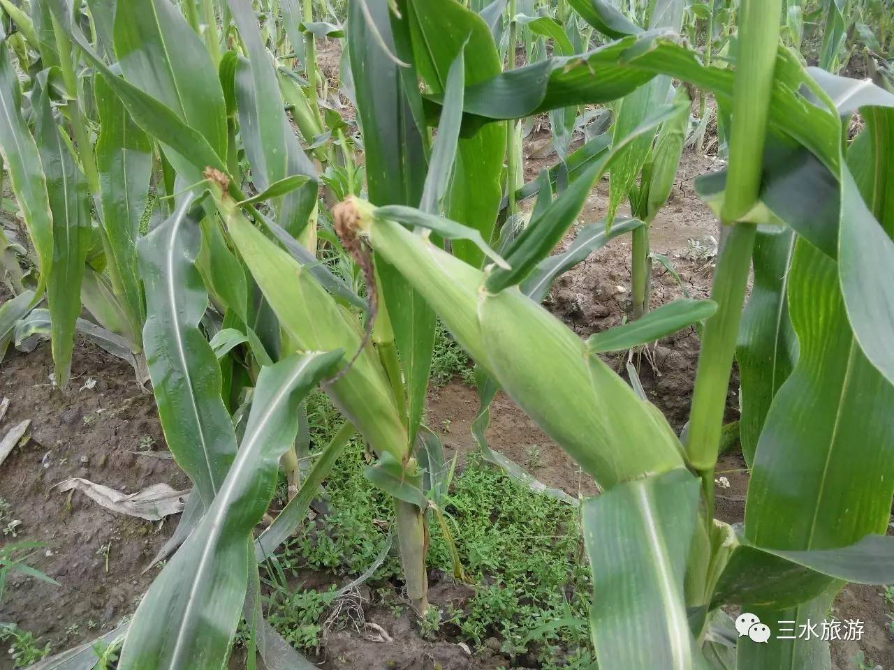 富硒果到底是什么水果（富硒水果标准）-硒宝网